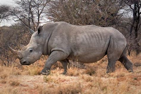 biggest rhino ever recorded